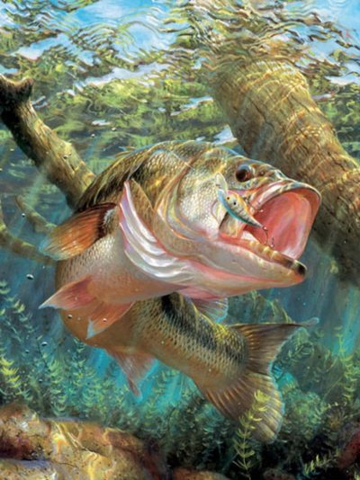 Красивые речные рыбы