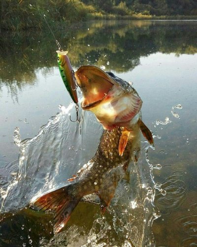 Рыбы и рыбалка