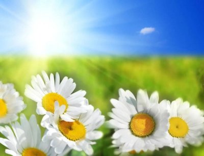 День семьи любви и верности Ромашка