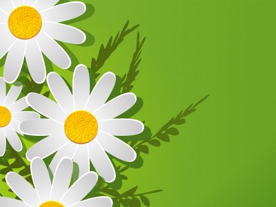 Ромашка семья