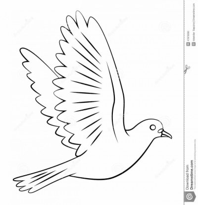 Голубь раскраска