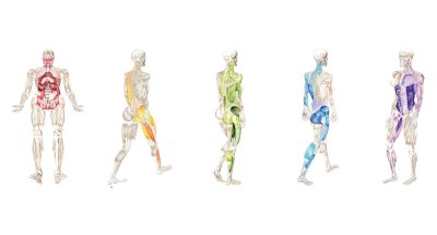 Анатомические поезда миофасциальные меридианы Томас Майерс