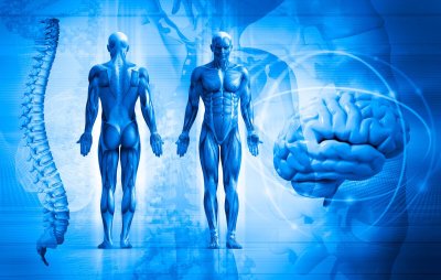 Человеческий организм