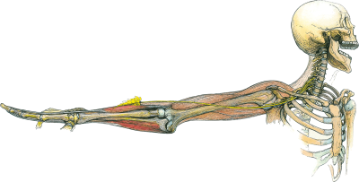 Фон для презентации по анатомии