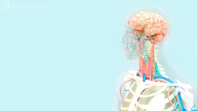 Фон для презентации по анатомии человека