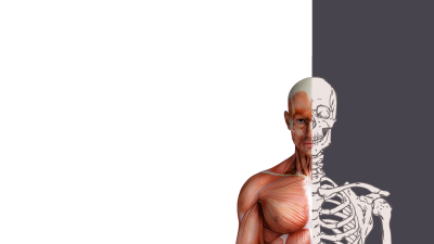 Мускулы человека