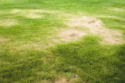 Проплешины на газоне
