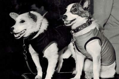 Полет в космос собак белки и стрелки