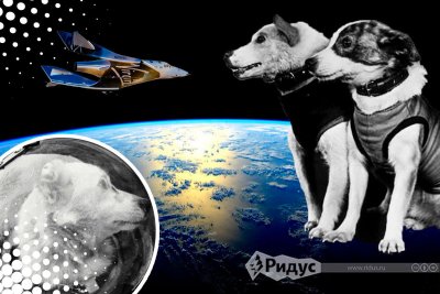 Белка и стрелка