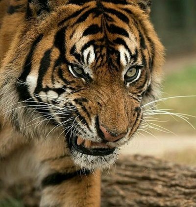 Тайгер тигр рычит