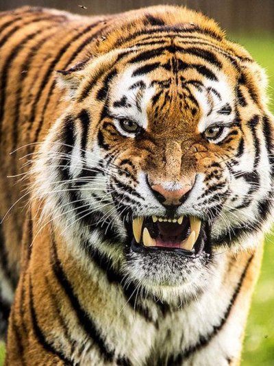 Амурский тигр оскал