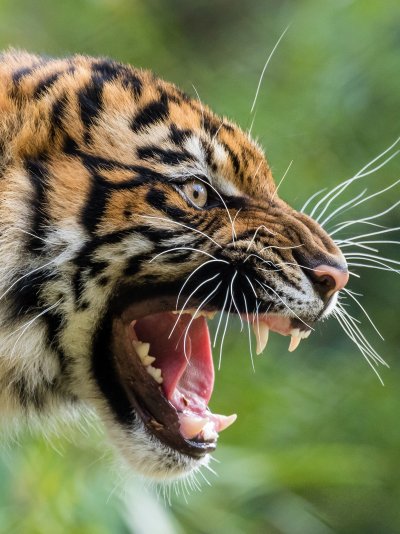 Оскал тигра тигра