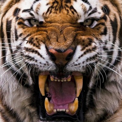 Лев и тигр с оскалом