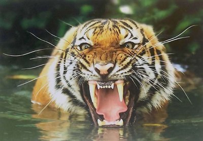 Тигр рычит