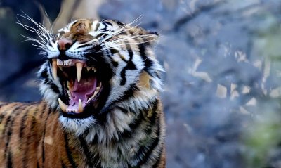 Амурский тигр оскал