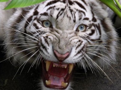 Белый тигр оскал