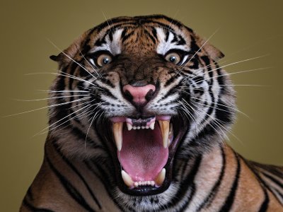 Амурский тигр оскал