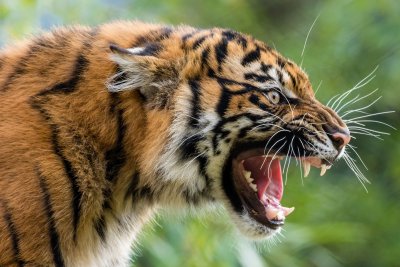 Тигр оскал анфас