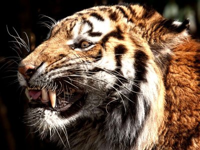 Тигр оскал анфас