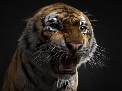 Злой тигр картинки