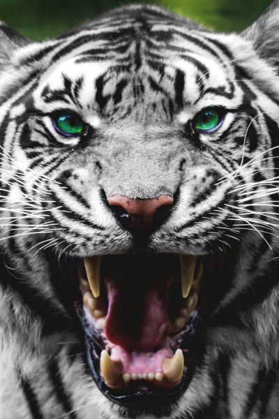 Оскал тигра оскал