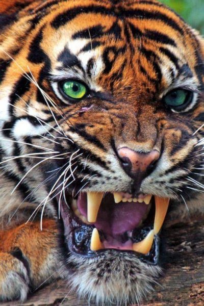 Свирепый оскал тигра