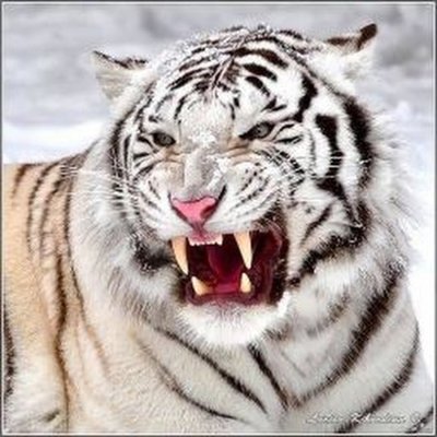 Белый тигр свирепый