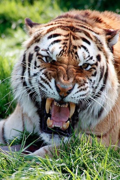 Тайгер тигр