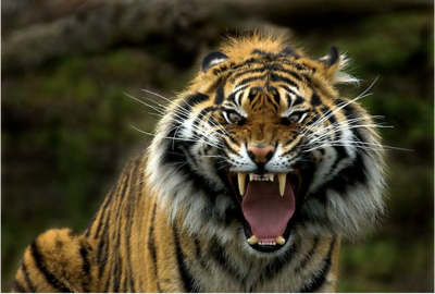 Амурский тигр рычит