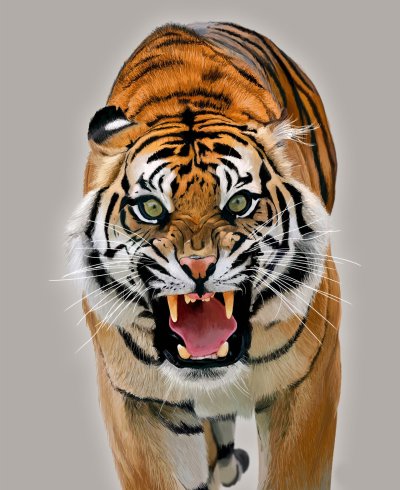 Амурский тигр оскал