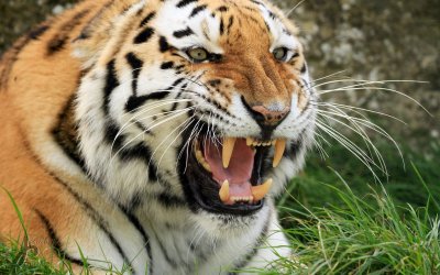 Оскаленный тигр