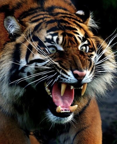 Тигр оскал анфас
