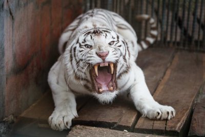 Белый тигр оскал