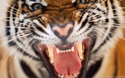 Амурский тигр оскал