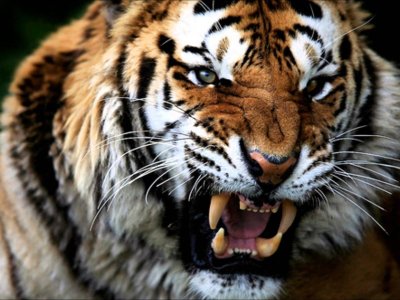 Амурский тигр оскал