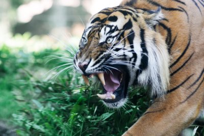 Амурский тигр рычит
