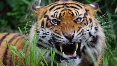 Амурский тигр оскал