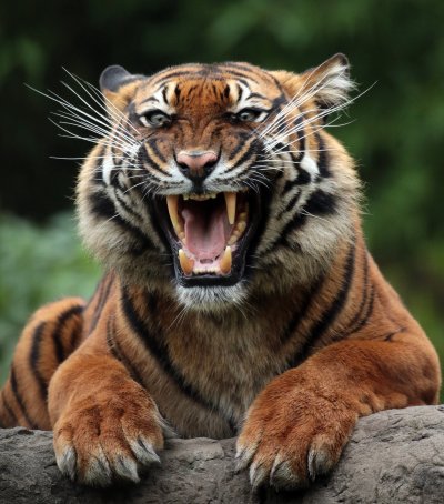 Морда тигра с оскалом