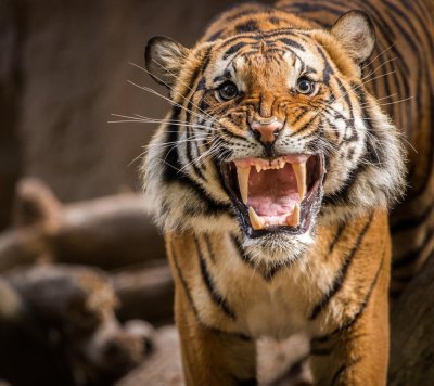 Оскал тигра тигра
