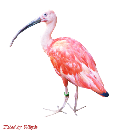 Ибис без фона