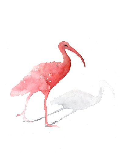 Ибис рисование