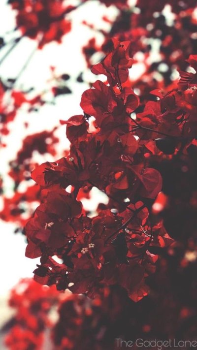 Красно бордовые цветы