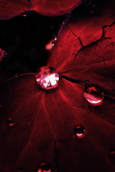 Бордовые листья