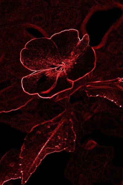 Бордовые цветы