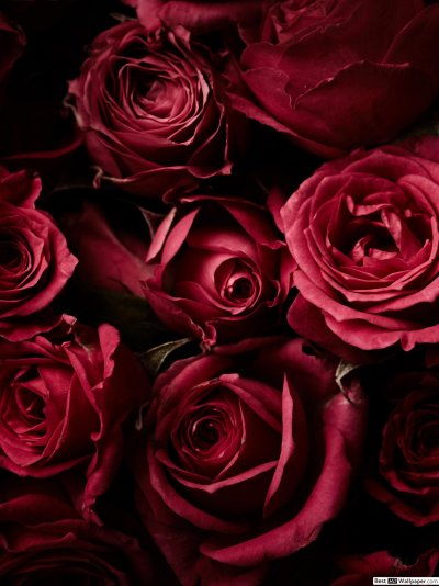 Шикарные бордовые розы