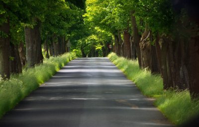 Аллея в городе