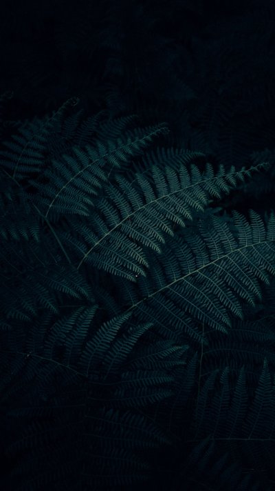 Черный Дальневосточный папоротник