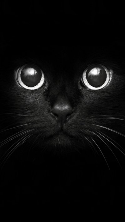 Черный кот на черном фоне