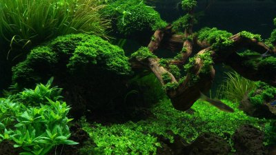 Акваскейп Логово химер