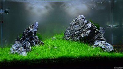 Ивагуми в аквариуме